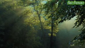 Лес.Релакс.