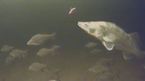 РЫБАЛКА НА СУДАКА НА ВИБЫ В ЛЮТЫЙ МОРОЗ