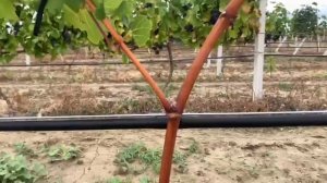 Две роковые ошибки в формировке, которые угробят куст.