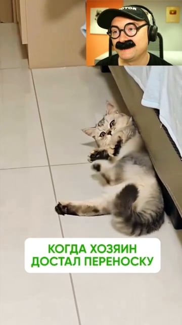 Когда хозяин достал переноску смотреть онлайн