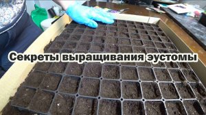 Секреты выращивания эустомы