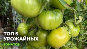 ТОП 5 УРОЖАЙНЫХ СОРТОВ ТОМАТОВ! Проверенные, обзор
