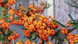 В Сочи созрела пираканта