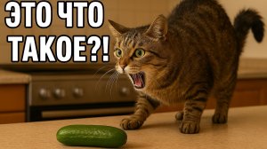 Смех до слёз: лучшие приколы №217