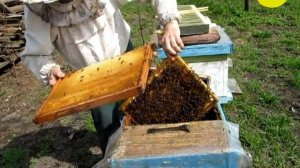 Помещаю матку в однорамочный изолятор #пчеловодство