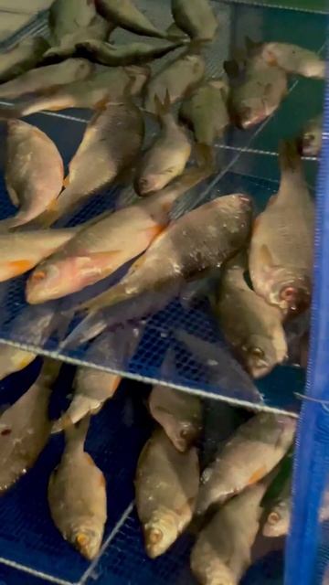 Таранка. Сушилка для рыбы.