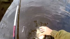 Видео от За Трофеем: Охота и Рыбалка