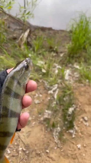 Первый окунь сезона | Baby Red Rag 32F SR