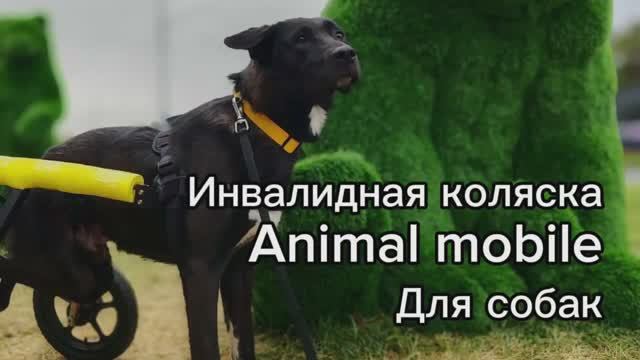 Инвалидная коляска для собак