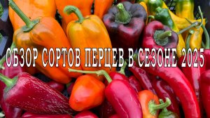 ОБЗОР СОРТОВ ПЕРЦЕВ В 2025 г.