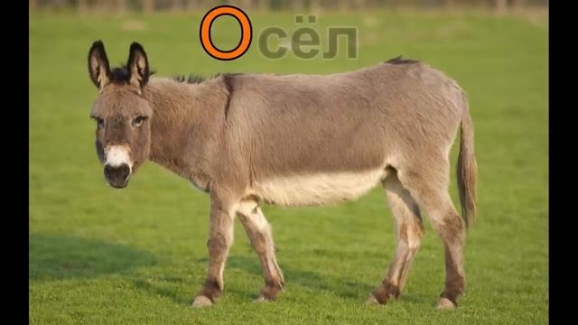 Названия животных - Алфавит - Для детей