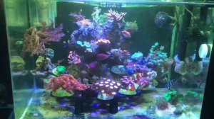 Новые кораллы Эуфилии и Бластомусы.