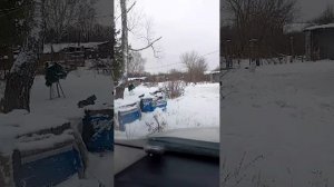 смотрите сколько у нас зайцев бегает по участку