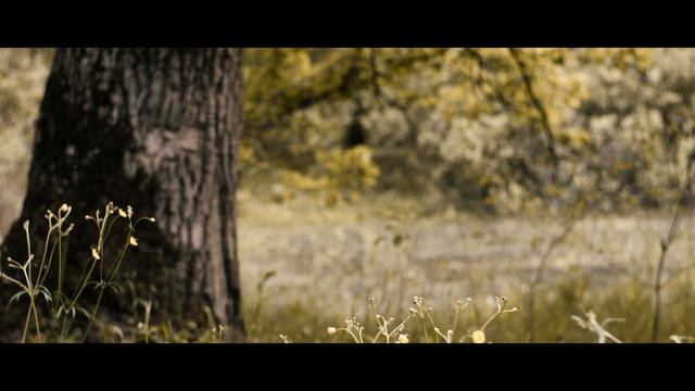 Helios 44-2 & SONY A7m3 | Cinematic | 4K