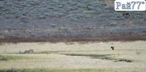 Волки отогнали медведя от туши