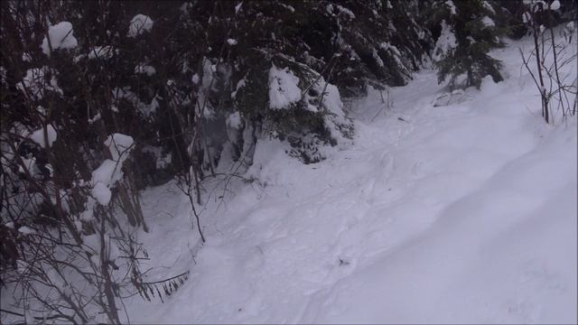 Охота на зайца с гончими. Первая белая тропа не задалась. Выезд 29.11.2025г. смотреть онлайн