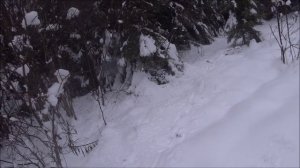 Охота на зайца с гончими. Первая белая тропа не задалась. Выезд 29.11.2025г.