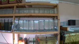 Совместил Неона и Данио на нерест