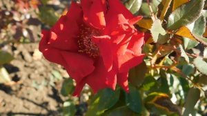 ВИДЕО  ПВН  ББ   (310)