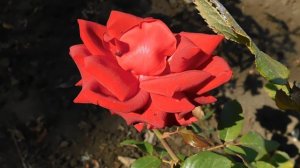 ВИДЕО  ПВН  ББ   (304)