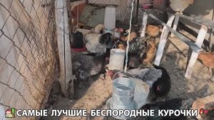 Цыплята и Курочки селяночки лучшие беспородные несушки 🥚 (399)