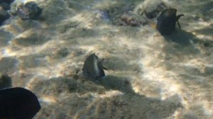 Двузубый синепятнистый губан Anampses caeruleopunctatus самка