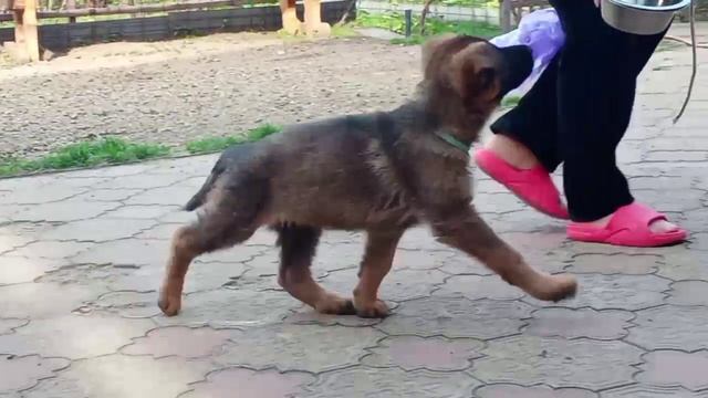 Баларис УЛЬТРА,  2 месяца 10 дней.