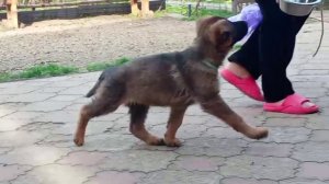 Баларис УЛЬТРА,  2 месяца 10 дней.