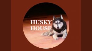 Стрим С Домом Тигра 😁. С нами стыдно ,но не  скучно !