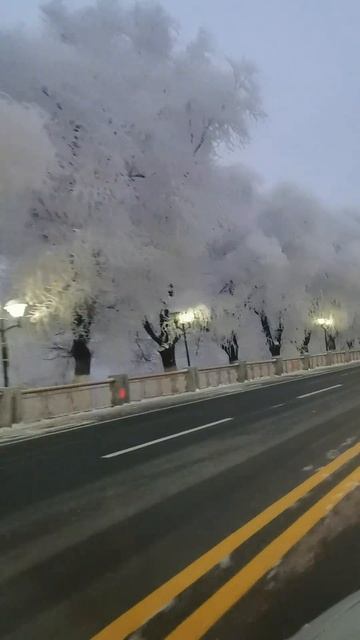 После снегопада #деревья в снегу @daxuewuhen5547