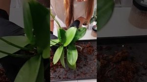 Пересаживаю и делю Орхидею или как из  одной получить целых 3