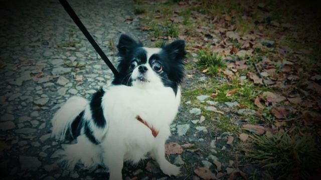 Фунтик в листопад | 4к | Pro Res LOG | iPhone 16 Pro