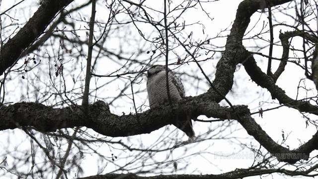 Ястребиная сова