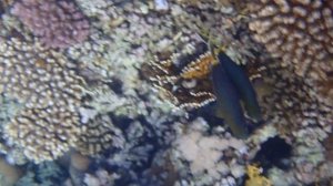 Звездчатый сиган