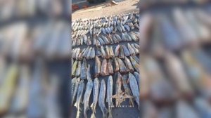 Ирина Волк:Астраханские полицейские изъяли из незаконного оборота 6,5 тонны рыбы семейства осетровых