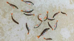 ОПАСНЫЙ первый лёд 2025-26. Рыбак ПРОВАЛИЛСЯ под лёд