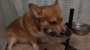 Милаха корги🤗