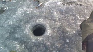 ОКУНЯ НА БЕЗМОТЫЛКУ, НЕ УСПЕВАЕШЬ ОТПУСКАТЬ МАРИШКУ ОН УЖЕ ТАМ!!!