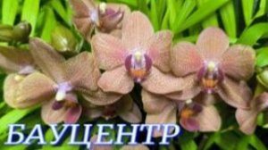 №1146/ СВЕЖИЕ красивые ОРХИДЕИ в БАУЦЕНТРЕ