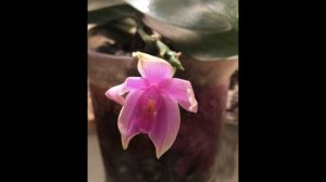 Как получить семена орхидей. Опыление перекрестное!
