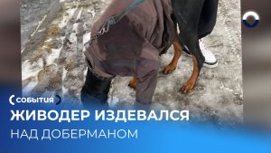 Спасение Тайсона из рук жестокого хозяина