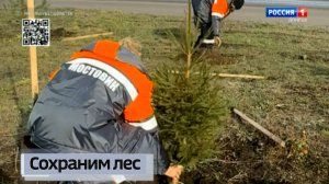 В Волновахе заложен модельный участок защитной лесополосы из 80 деревьев