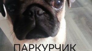 Паркур в майнкрафте