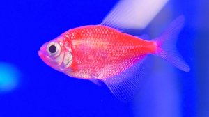 «Тернеции в макро: радужный мир аквариумных рыбок»