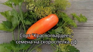 "Красногвардеец" для консервации, просто идеальный сорт томата. Его семена у нас на скороспелка.рф