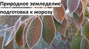 Природное земледелие. Готовимся к заморозкам.