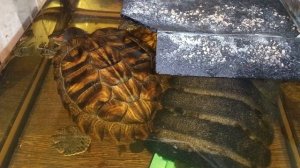 красноухие 🐢  черепахи 🐢 день 03-12-2025. Умная колонка Маруся рассказывает анекдоты!