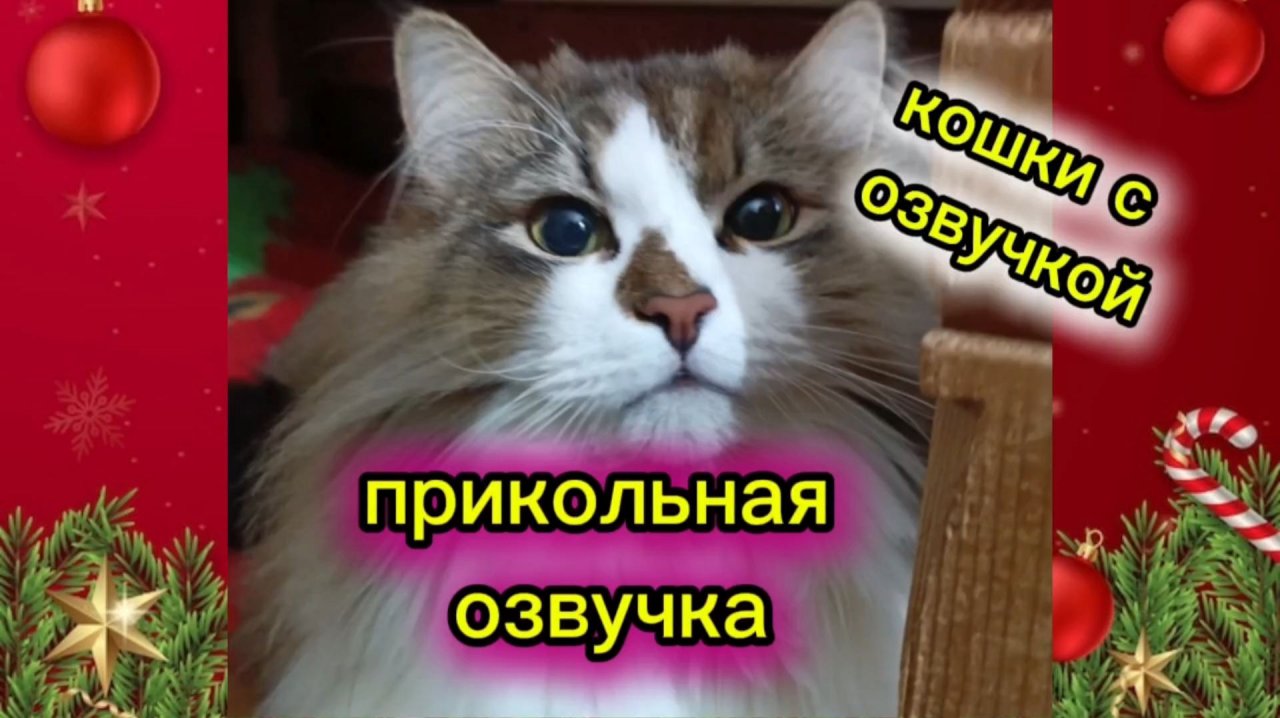 КОШКИ С ОЗВУЧКОЙ.