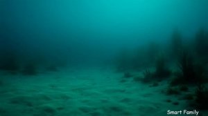 Акулы - для детей