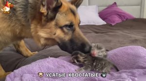 Котята и щенята 🐈🐶 Кошки и собаки 🤗 Милое видео про животных (12)